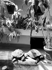 a black and white photo of two turtles in a greenhouse