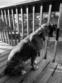 a black and white photo of a dog sitting on a deck